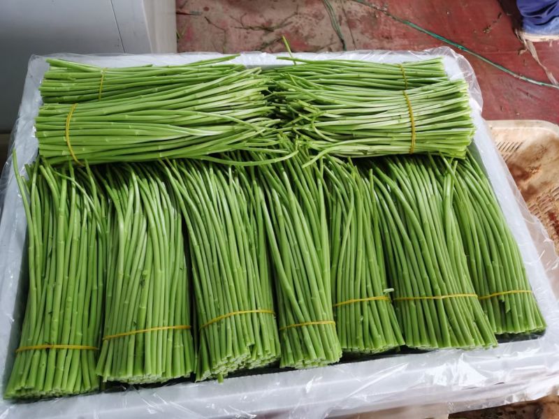 新上市，精品芦蒿，黎蒿，泥蒿，云南产地直销