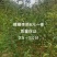 精品一年蜂糖李苗，量大质量好，欢迎各位老板订购