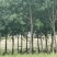 【安徽香樟树】阜阳香樟树/根系发达易成活电商团购便宜