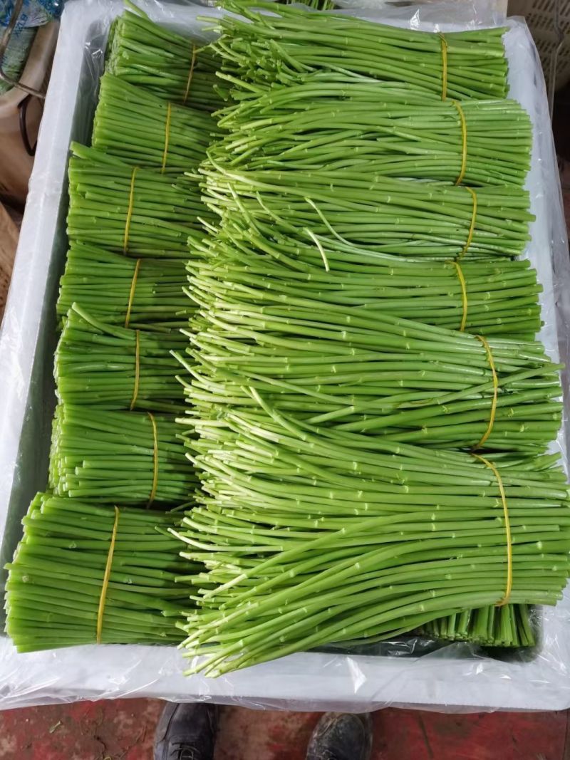 云南精品芦蒿，黎蒿，千亩种植，场地直销，欢迎订购