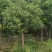 香樟树/安徽香樟树/根系发达易成活自家种植一颗便宜