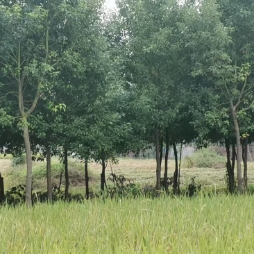香樟树/安徽香樟树/根系发达易成活自家种植一颗便宜