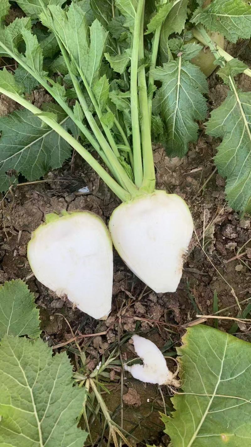 河南优质芥菜旮瘩头大量上市求合作