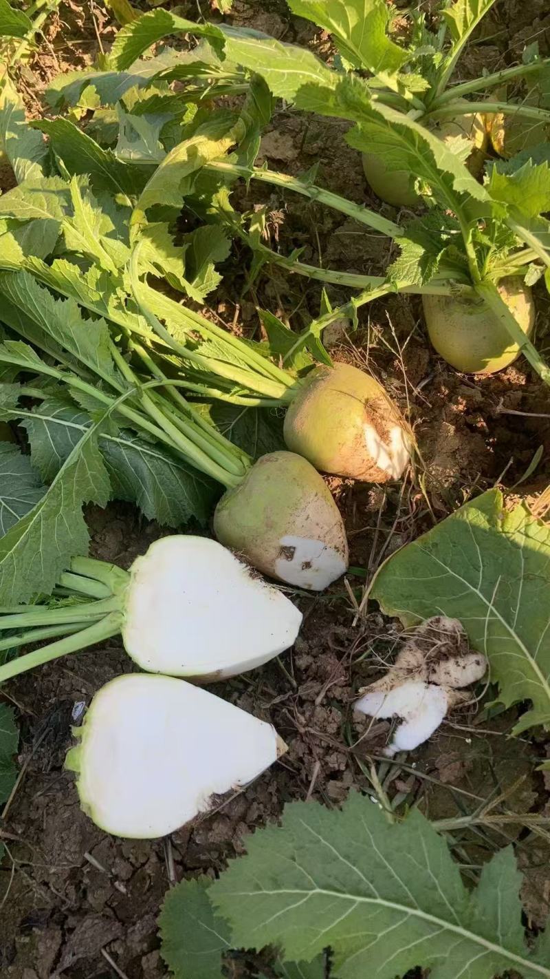 河南优质芥菜旮瘩头大量上市求合作