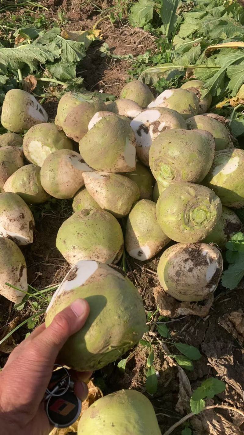 河南优质芥菜旮瘩头大量上市求合作