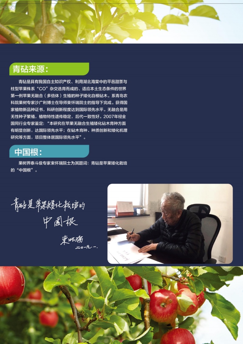 【推荐】咸恒青砧种苗：无支架无病毒矮化苹果实生苗