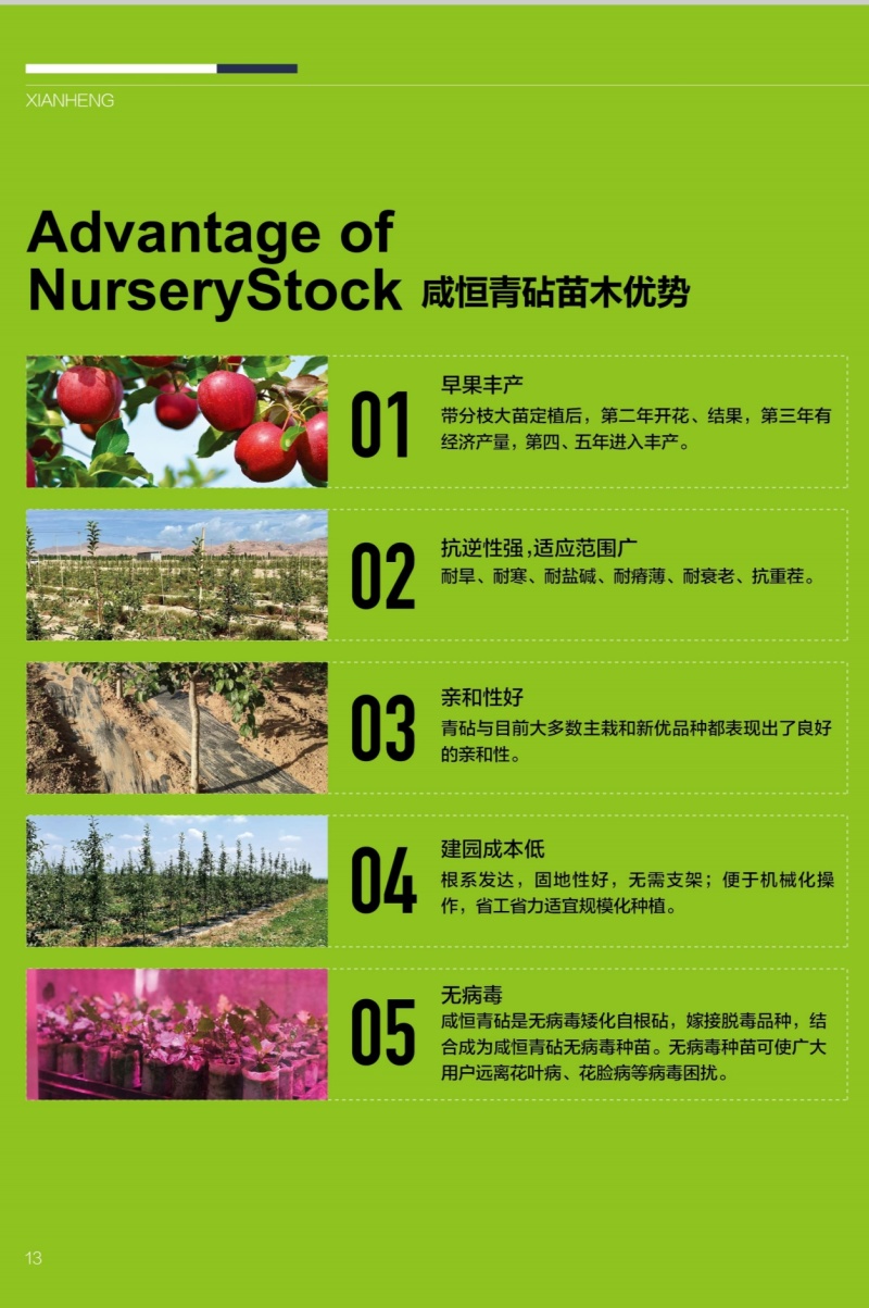 【精选】咸恒青砧苹果苗,秦脆瑞雪瑞阳苹果苗