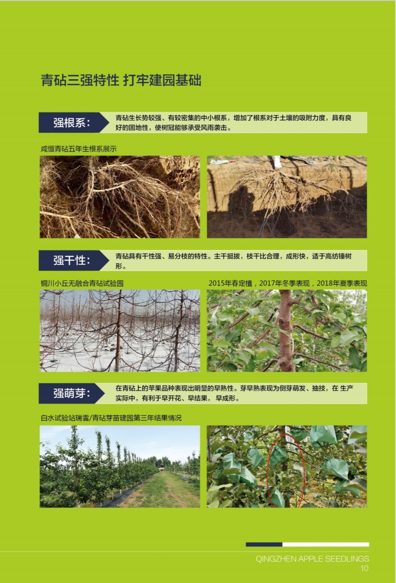 【优质】青砧苹果秦脆、华硕、红思尼克全品种提供技术指导