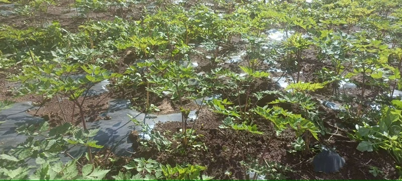 云南当归/产地直销/一手货源/品质保证/对接全国/欢迎购