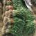 大棚红根蒜苗大量上市质量保证基地一手价格可议