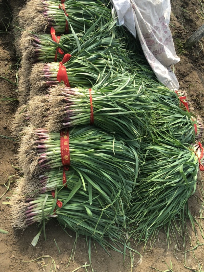 大棚红根蒜苗大量上市质量保证基地一手价格可议