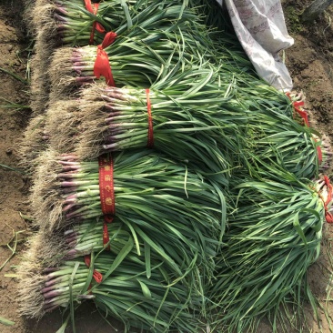 大棚红根蒜苗大量上市质量保证基地一手价格可议