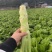 四川特色棒菜大量上市量大从优欢迎选购