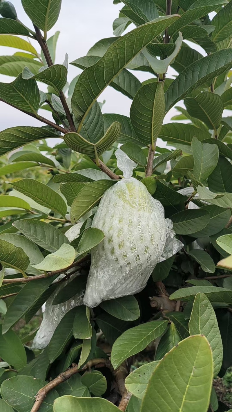 红心芭乐西瓜红番石榴自家果园货源充足，新鲜采摘