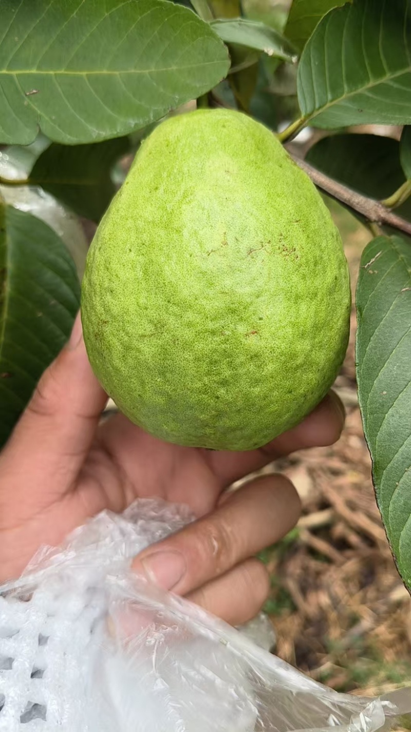 红心芭乐西瓜红番石榴自家果园货源充足，新鲜采摘