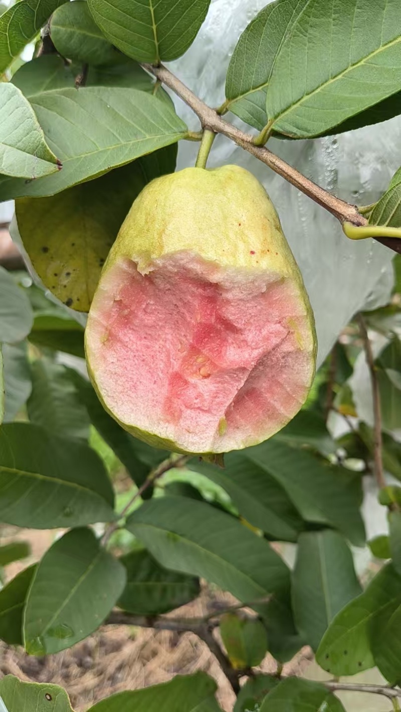 红心芭乐西瓜红番石榴自家果园货源充足，新鲜采摘