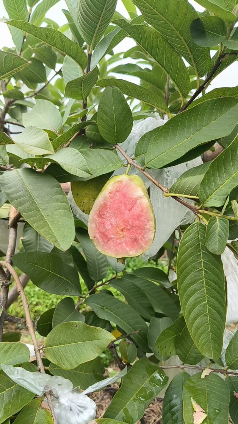 红心芭乐西瓜红番石榴自家果园货源充足，新鲜采摘