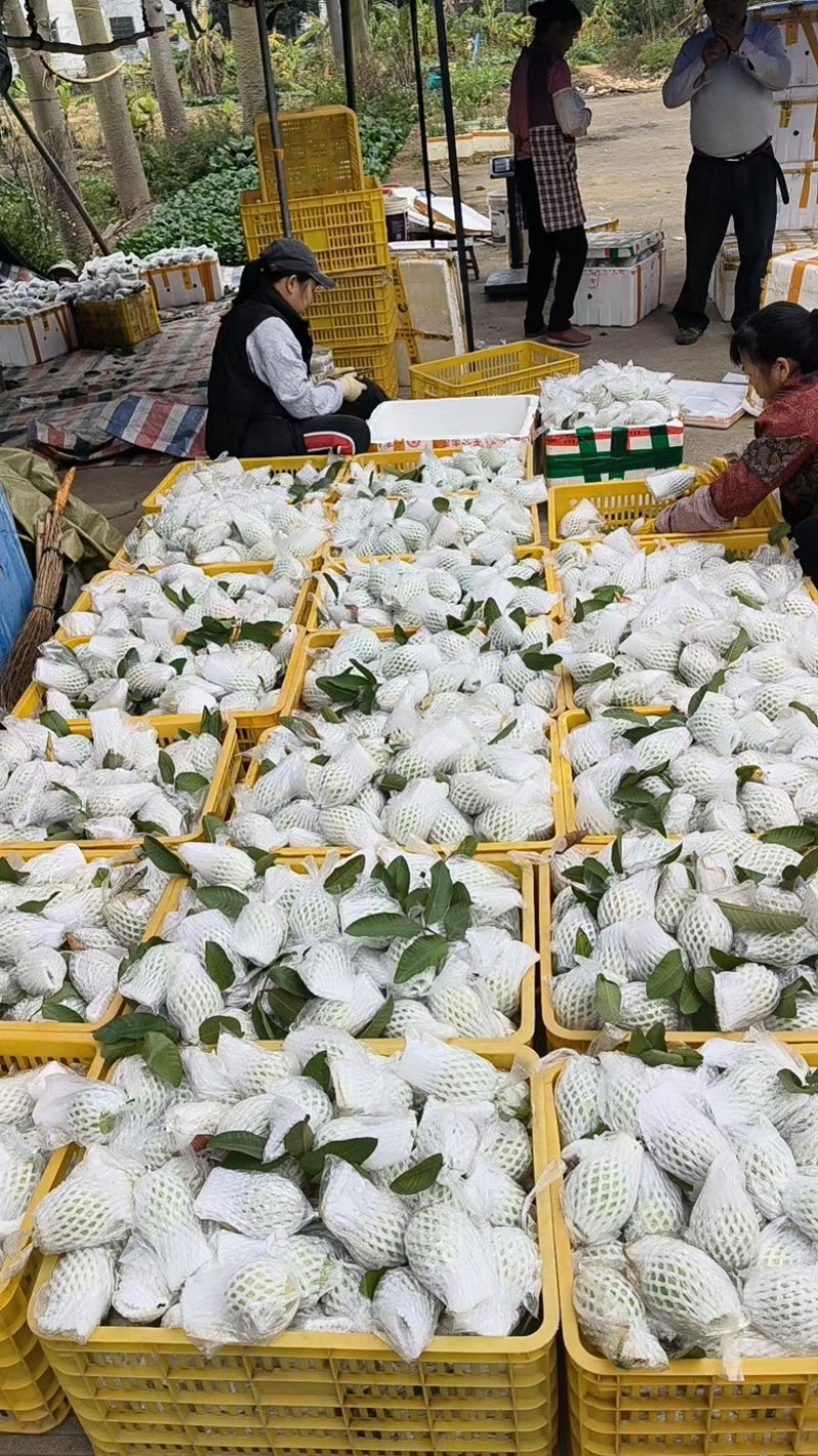 红心芭乐西瓜红番石榴自家果园货源充足，新鲜采摘