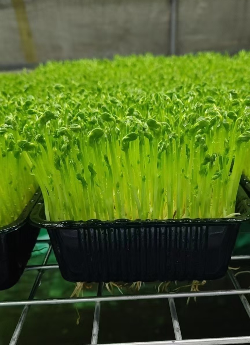 活体豌豆苗陕西汉中豌豆苗，基地直供（量大从优）价格可谈