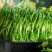 活体豌豆苗陕西汉中豌豆苗，基地直供（量大从优）价格可谈