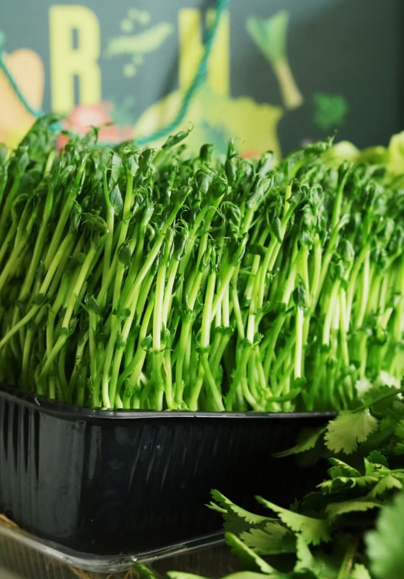 活体豌豆苗陕西汉中豌豆苗，基地直供（量大从优）价格可谈