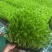 活体豌豆苗陕西汉中豌豆苗，基地直供（量大从优）价格可谈