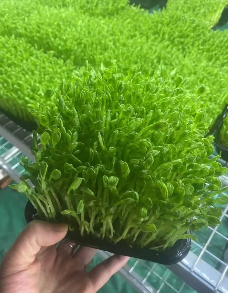 活体豌豆苗陕西汉中豌豆苗，基地直供（量大从优）价格可谈