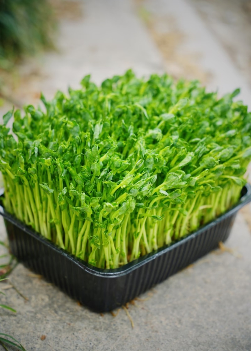 活体豌豆苗陕西汉中豌豆苗，基地直供（量大从优）价格可谈