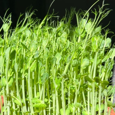 活体豌豆苗陕西汉中豌豆苗，基地直供（量大从优）价格可谈