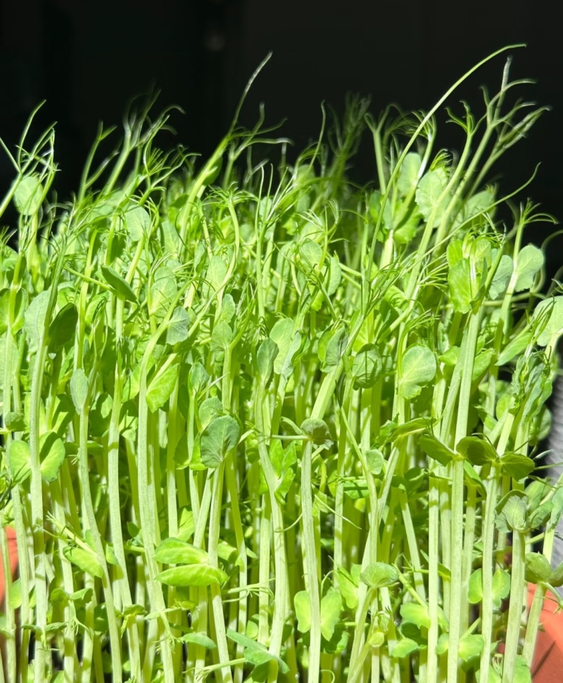 活体豌豆苗陕西汉中豌豆苗，基地直供（量大从优）价格可谈