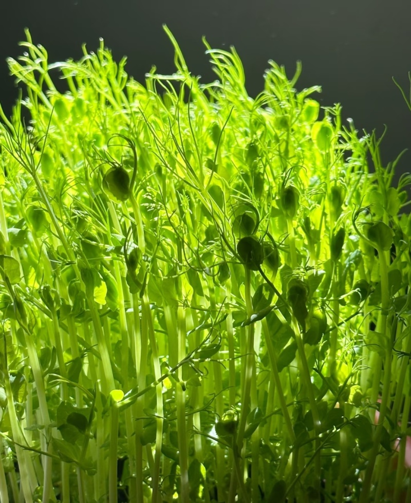 活体豌豆苗陕西汉中豌豆苗，基地直供（量大从优）价格可谈