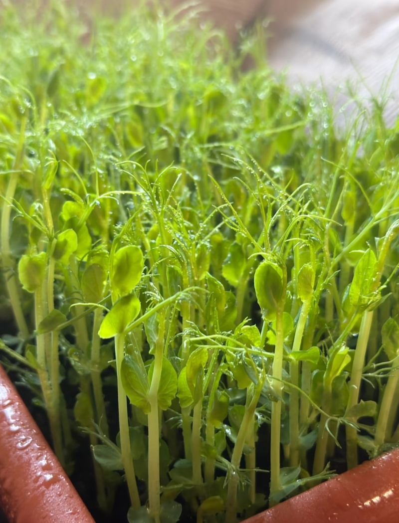 活体豌豆苗陕西汉中豌豆苗，基地直供（量大从优）价格可谈