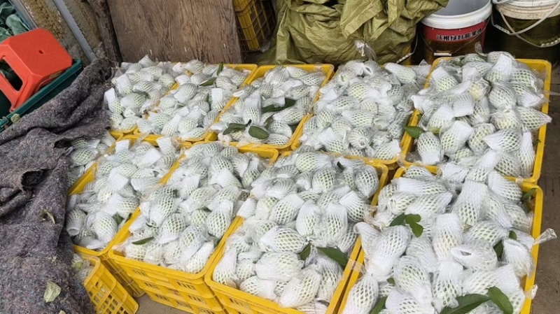 精品芭乐广西白心芭乐玉林，产地直供，一手货源