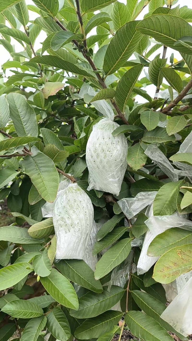 精品芭乐广西白心芭乐玉林，产地直供，一手货源