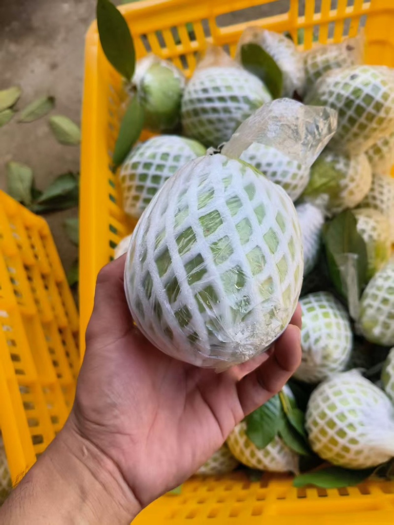 精品芭乐广西白心芭乐玉林，产地直供，一手货源