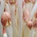 精品花生芽鲜花生芽/陕西汉中价格可谈）欢迎电联
