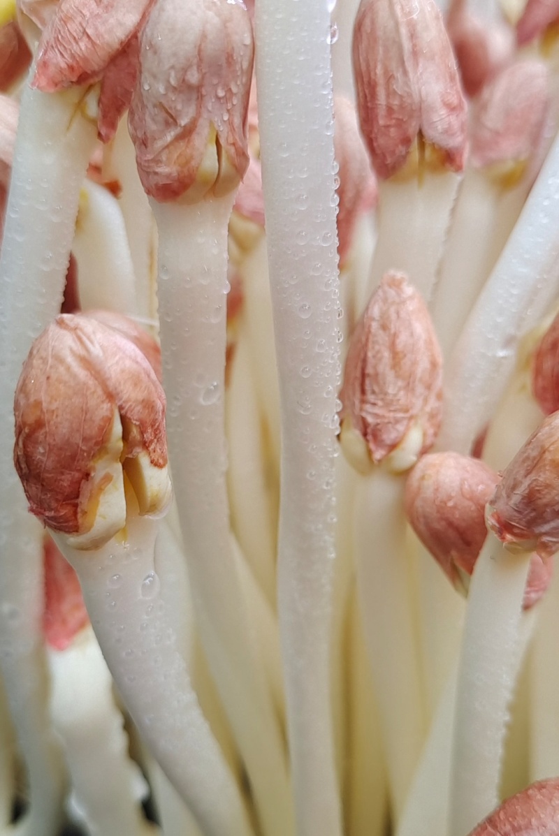 精品花生芽鲜花生芽/陕西汉中价格可谈）欢迎电联