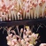 精品花生芽鲜花生芽/陕西汉中价格可谈）欢迎电联