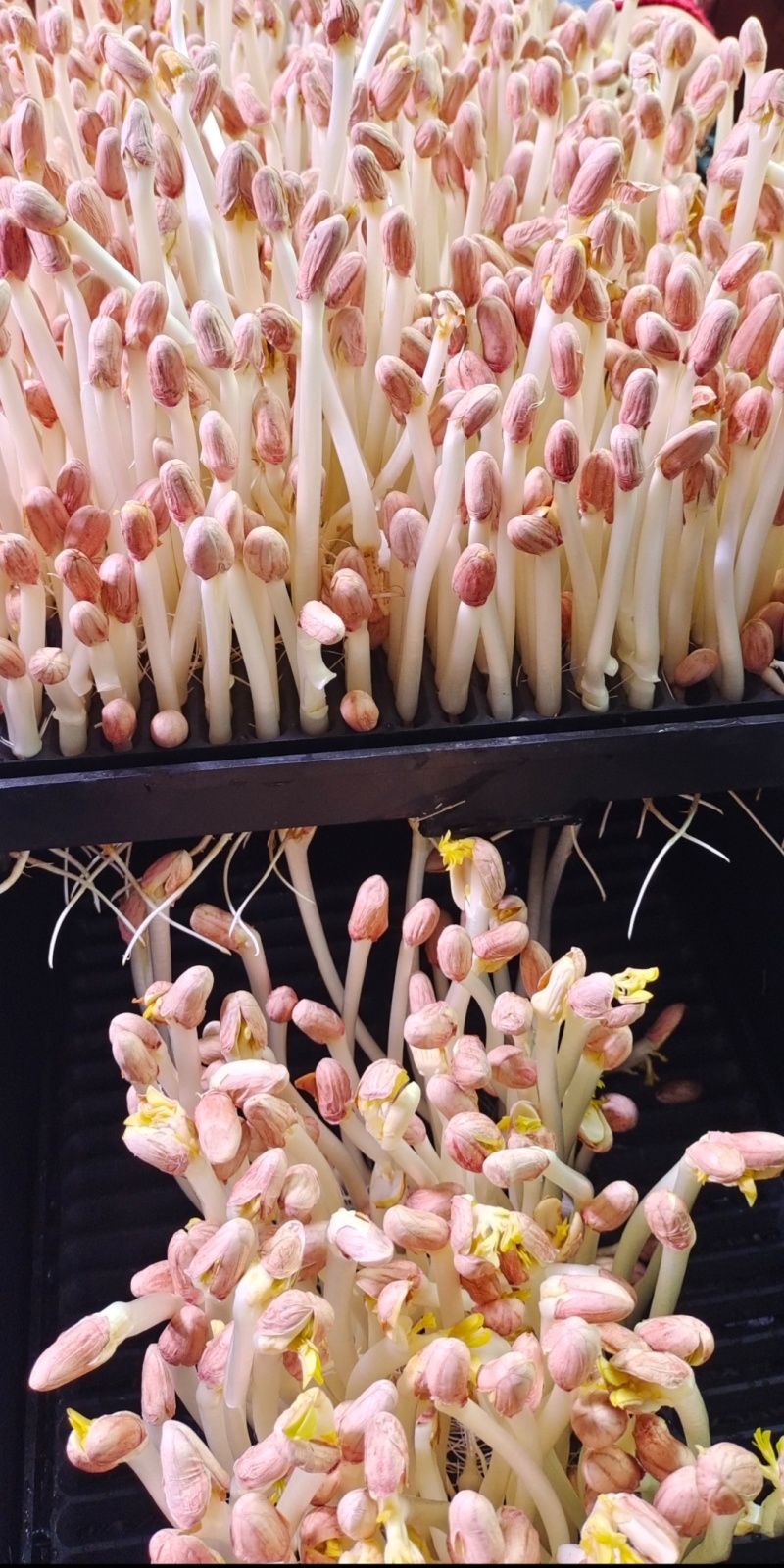 精品花生芽鲜花生芽/陕西汉中价格可谈）欢迎电联