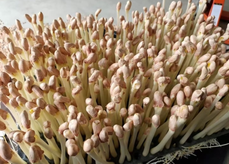 精品花生芽鲜花生芽/陕西汉中价格可谈）欢迎电联