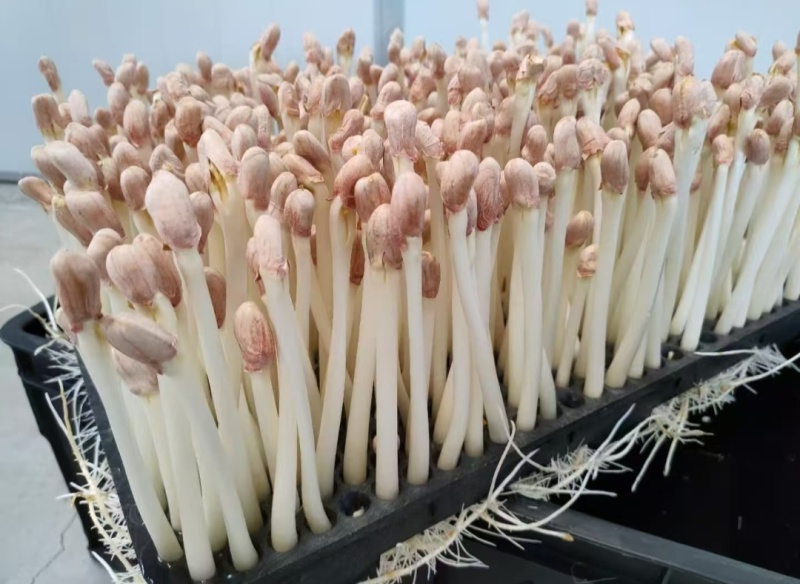 精品花生芽鲜花生芽/陕西汉中价格可谈）欢迎电联