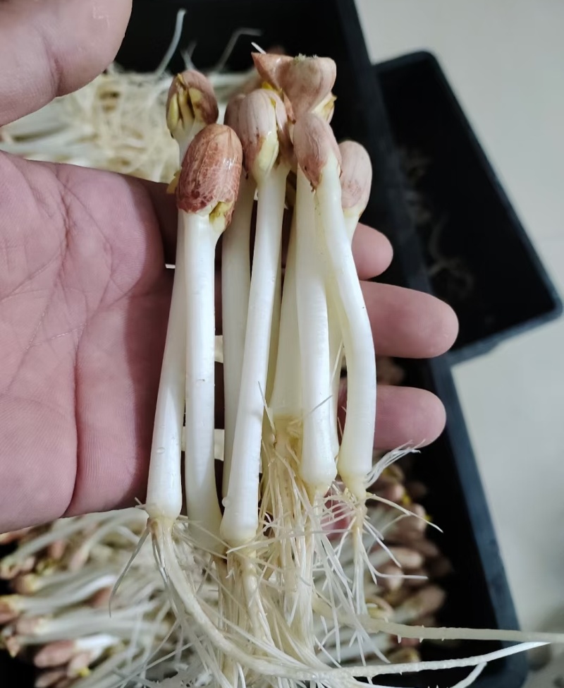 精品花生芽鲜花生芽/陕西汉中价格可谈）欢迎电联