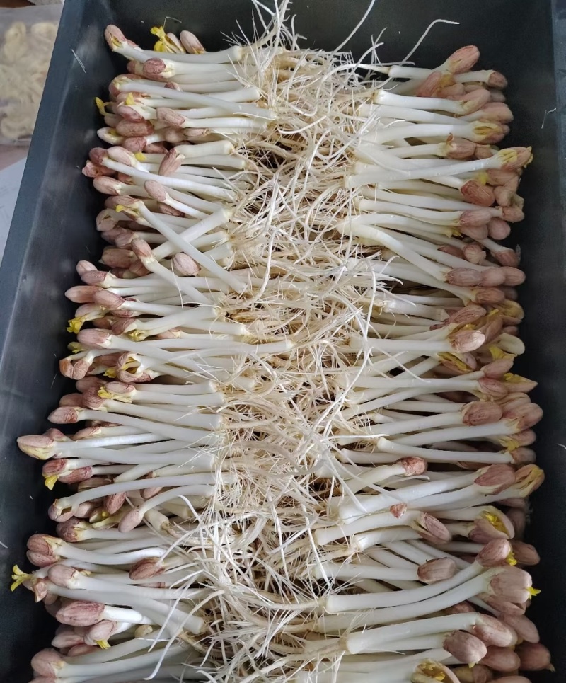 精品花生芽鲜花生芽/陕西汉中价格可谈）欢迎电联