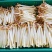 精品花生芽鲜花生芽/陕西汉中价格可谈）欢迎电联
