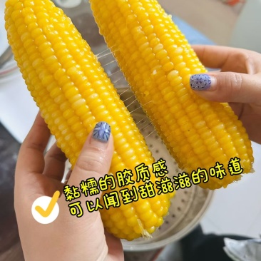玉米粘糯甜，16-18厘米