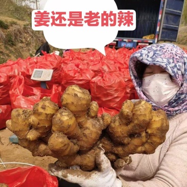 供应(沙土姜/水洗姜/烘干姜)承接电商、出口、食品加工厂