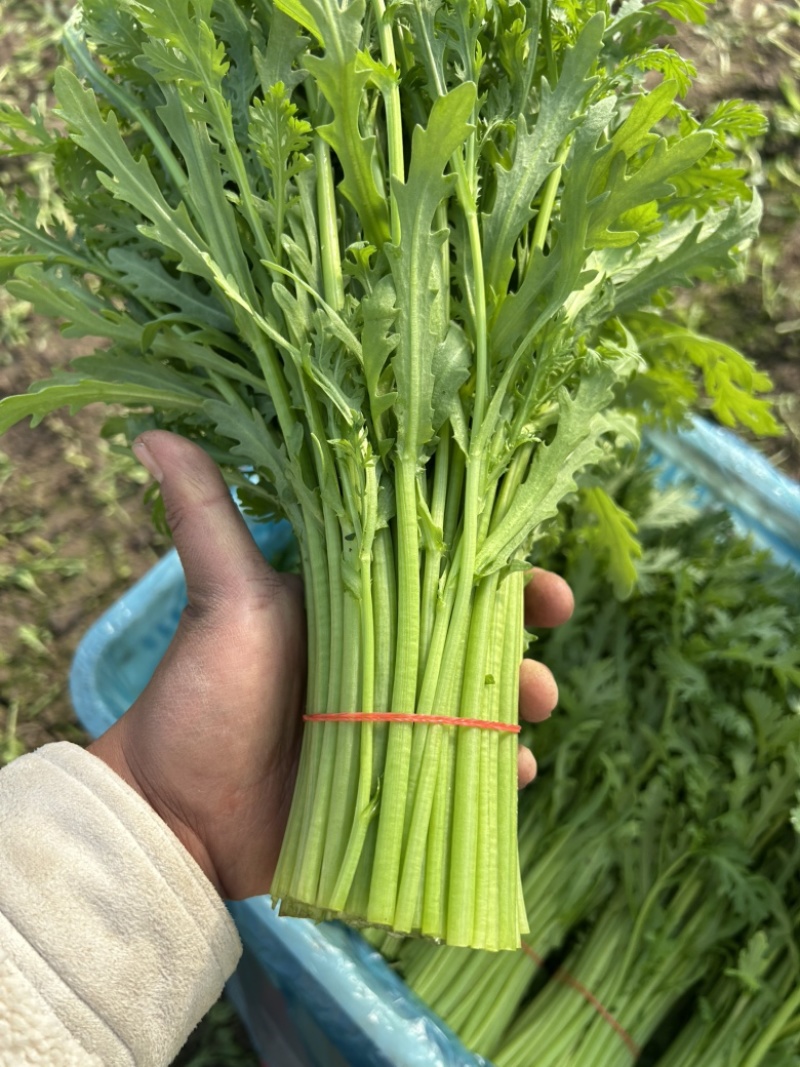 茼蒿