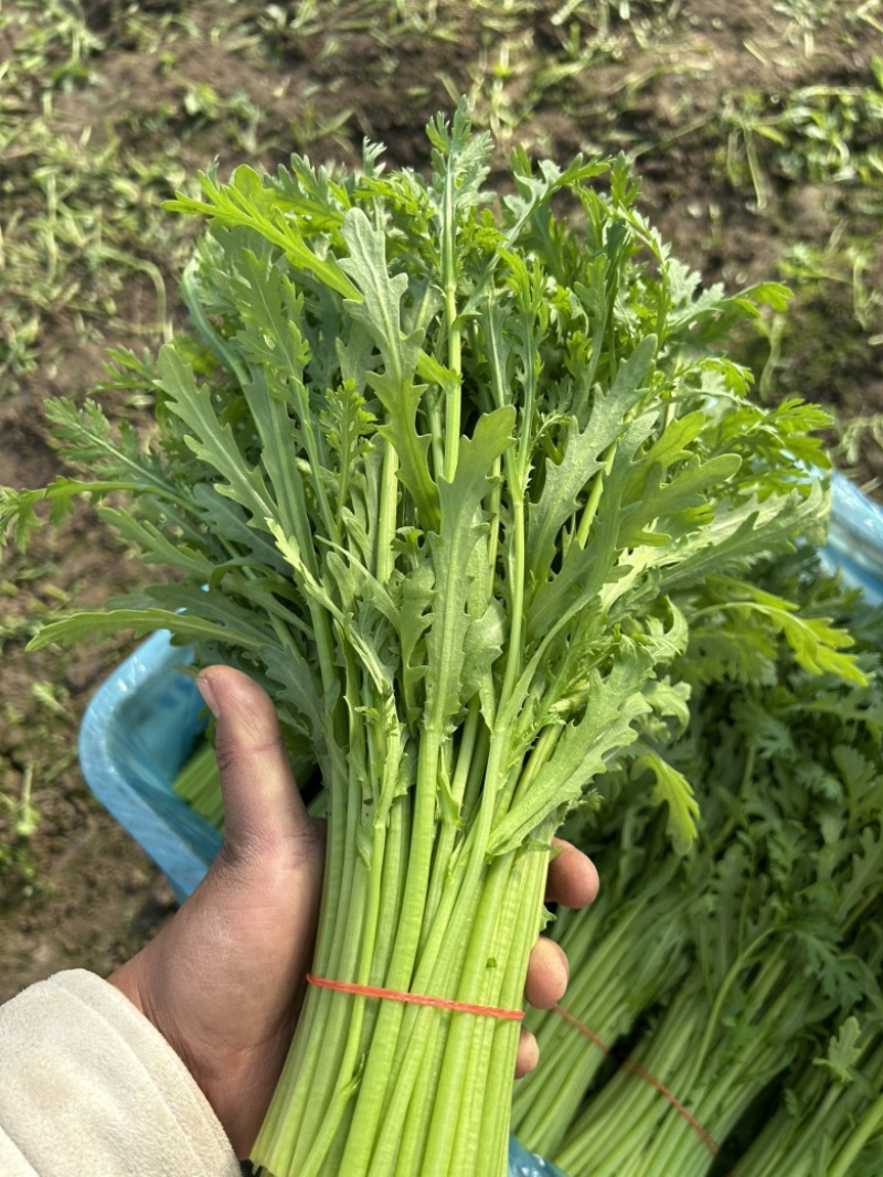 茼蒿