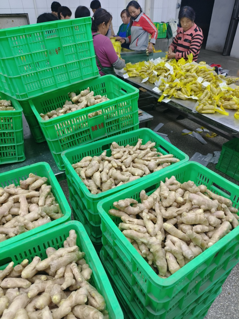 供应（沙土姜/水洗姜/烘干姜）承接电商、出口、食品加工厂