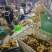供应(沙土姜/水洗姜/烘干姜)承接电商、出口、食品加工厂